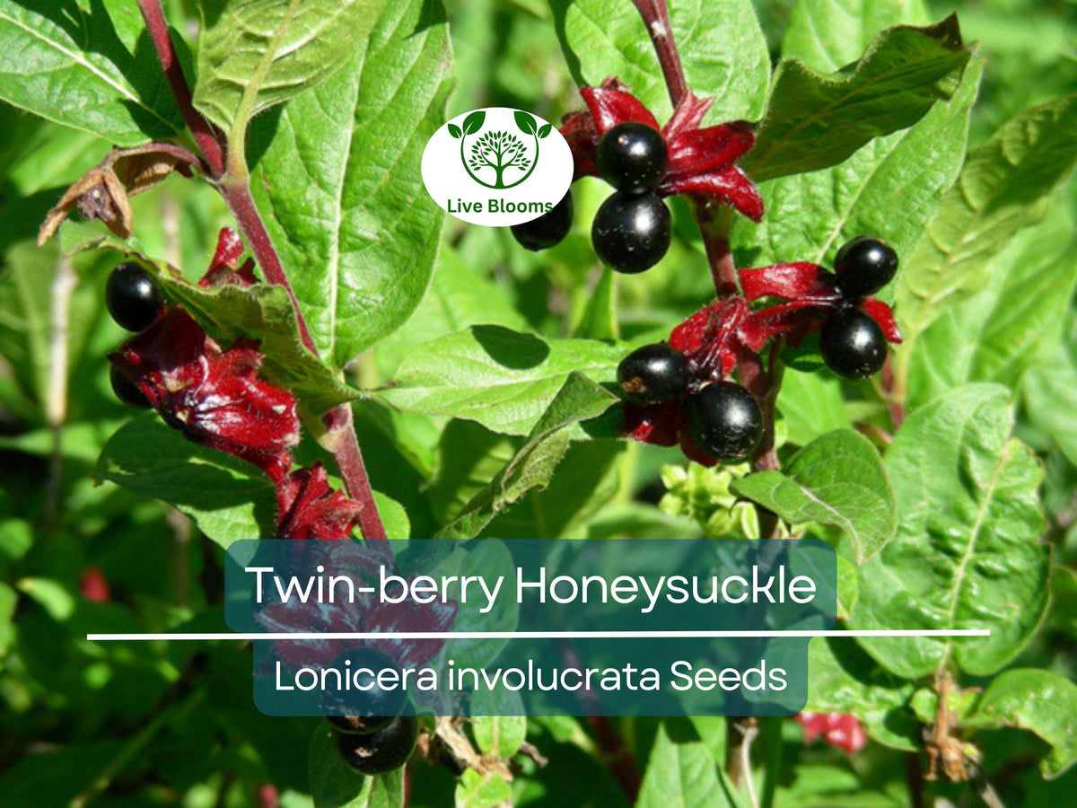 15 Organic White Mulberry Cuttings 6-8" Morus alba - Cold Hardy, Delicious Fruit, Perfect for Gardens or Landscaping