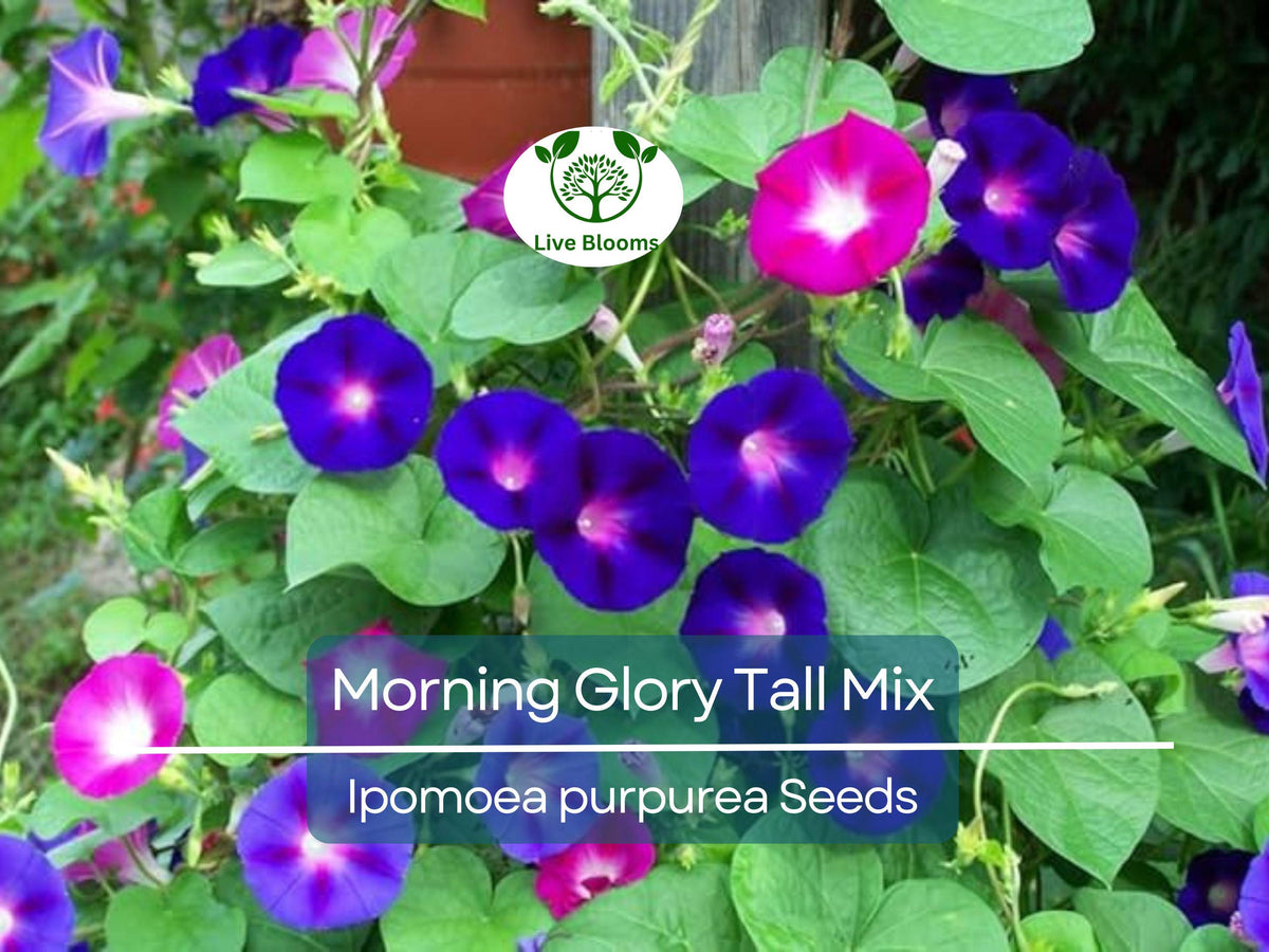 100 Seeds Morning Glory Tall Mix - 5-Color Blooming Vine - Ipomoea purpurea - Non-GMO, Hummingbird Favorite, Fast-Growing