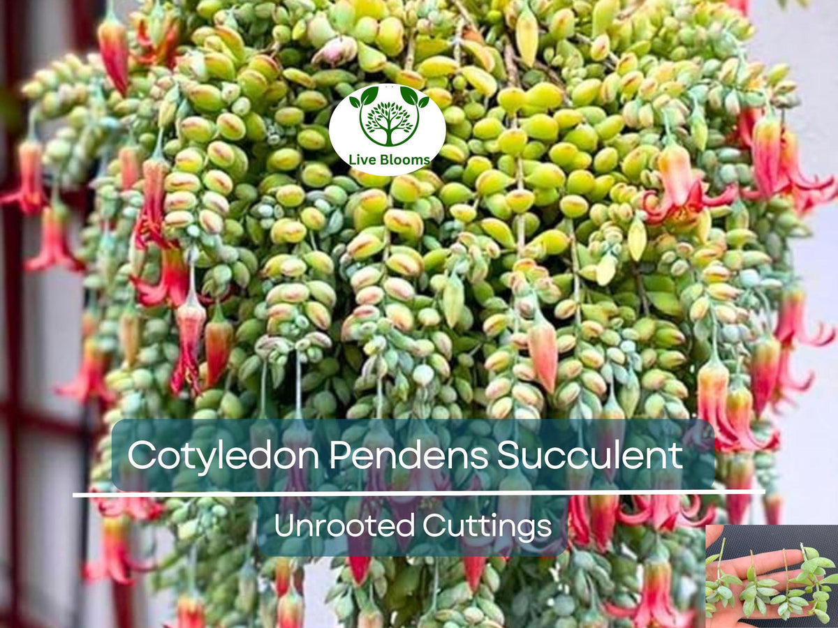 3 Unrooted Cuttings 6" Rosa ‘Blue Girl’ Hybrid Tea Rose | Fragrant Lavender-Blue Blooms | Easy to Propagate Rose Plant