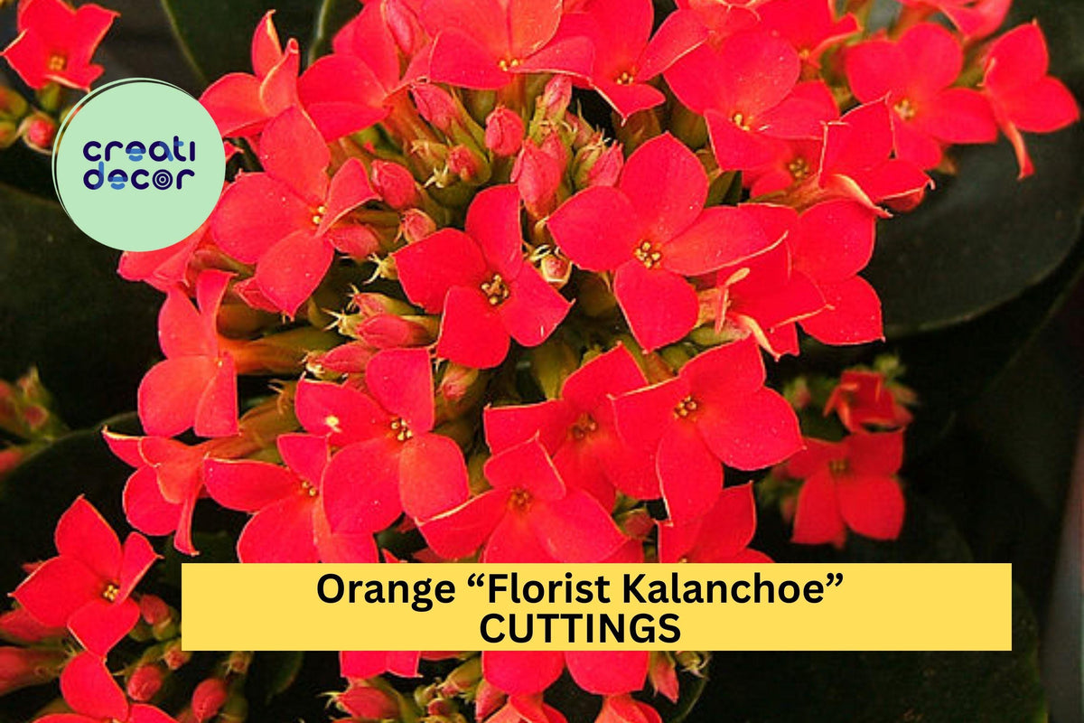 Christmas Cactus Starter Plant - Miss Shimano - Schlumbergera Truncata - Well-Rooted Indoor Cactus for Holiday Decor