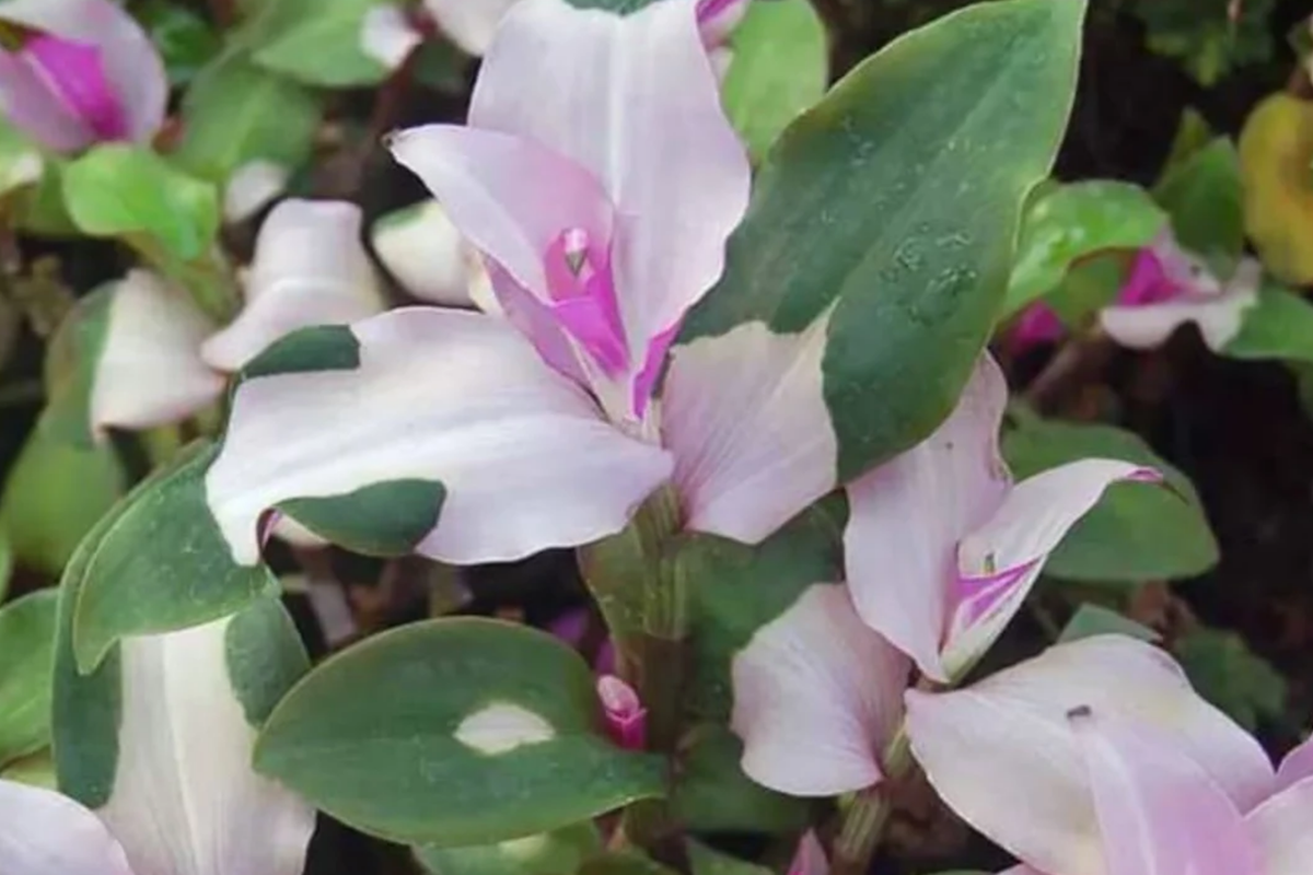 3 Variegated Tradescantia Blushing Bride Cuttings | Colorful Wandering Jew | Easy to Grow | Tradescantia spp.