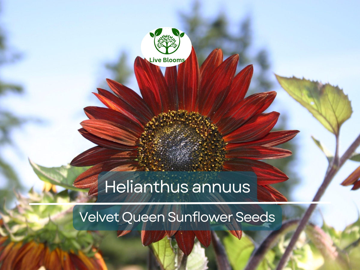 Velvet Queen Sunflower Seeds 1 Gram | Rusty-Red Blooms | Pollinator Friendly | Helianthus annuus