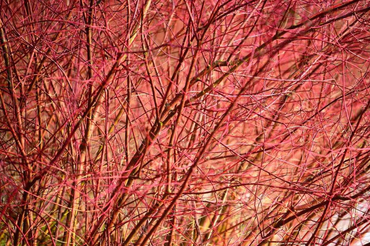 Bright Red Dogwood Cuttings - Fresh Unrooted Cornus sericea - Easy to Root, Stunning Red Stems for Privacy & Landscaping