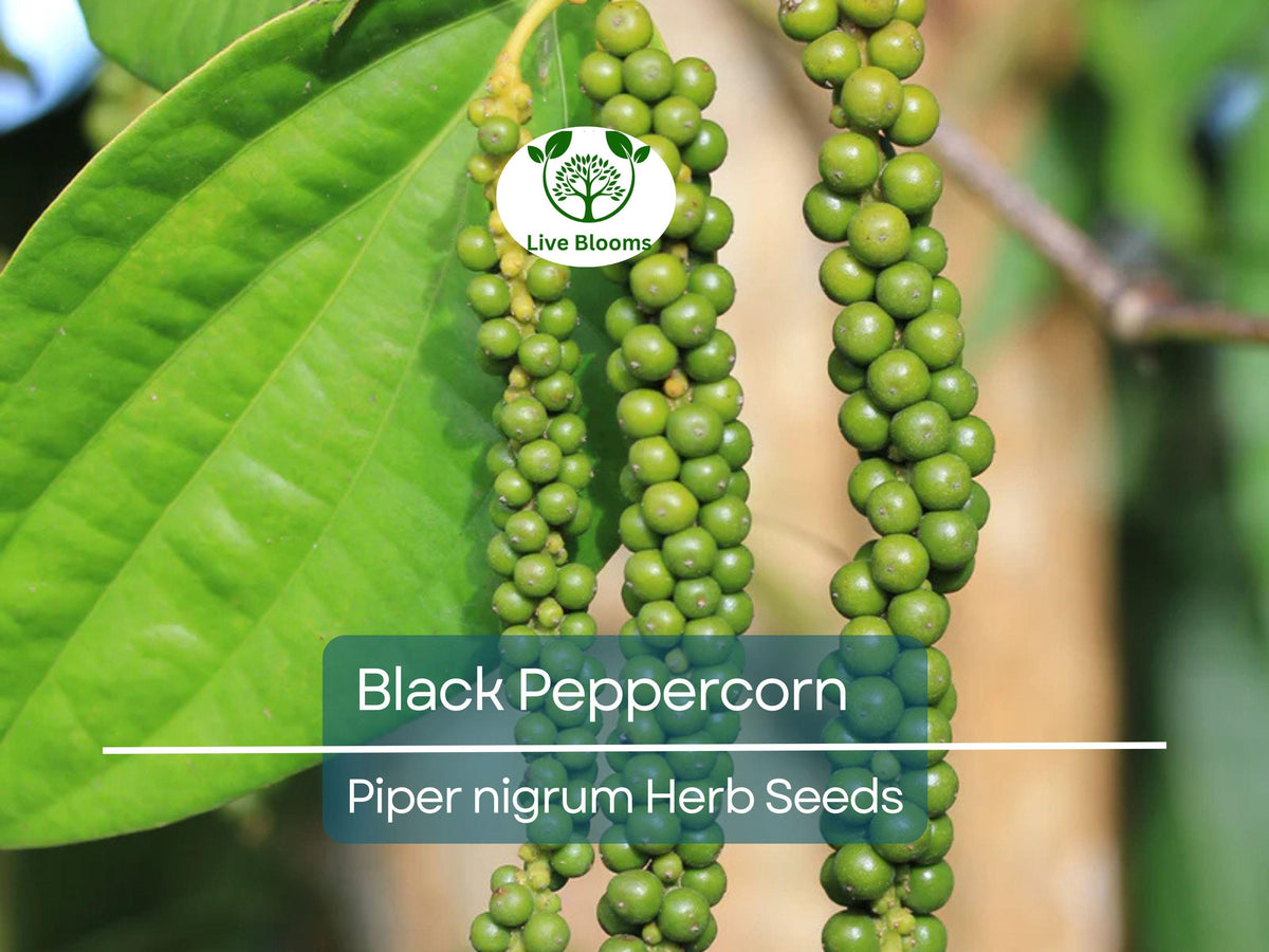 Jiaogulan Live Plants, 5 Rooted Plants, Perennial Vine, Gynostemma pentaphyllum, Indoor/Outdoor Herb, Hydroponic Option