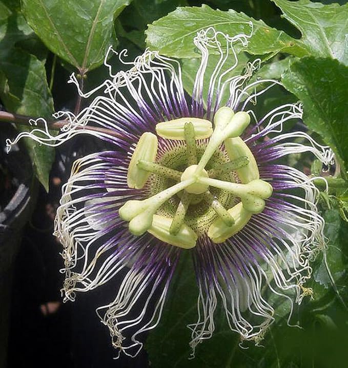 Live Passion Fruit Plant Starter Vine | Possum Purple | Passiflora edulis | Edible Fruit for Garden, Patio, or Home Orchard