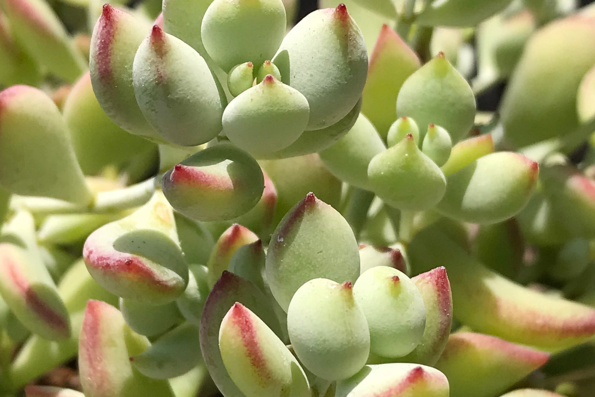 4 Unrooted Cotyledon Pendens Succulent Cuttings - 3-4" Long - Rare Succulent for Propagation - Cotyledon Plant