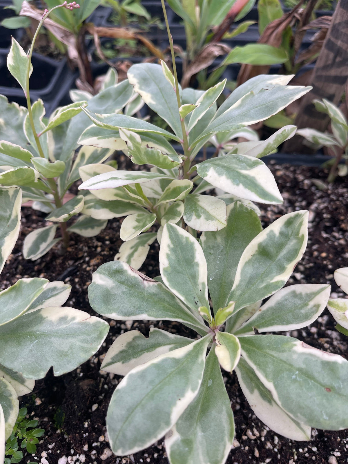 Variegated Jewels of Opar (Talinum paniculatum)