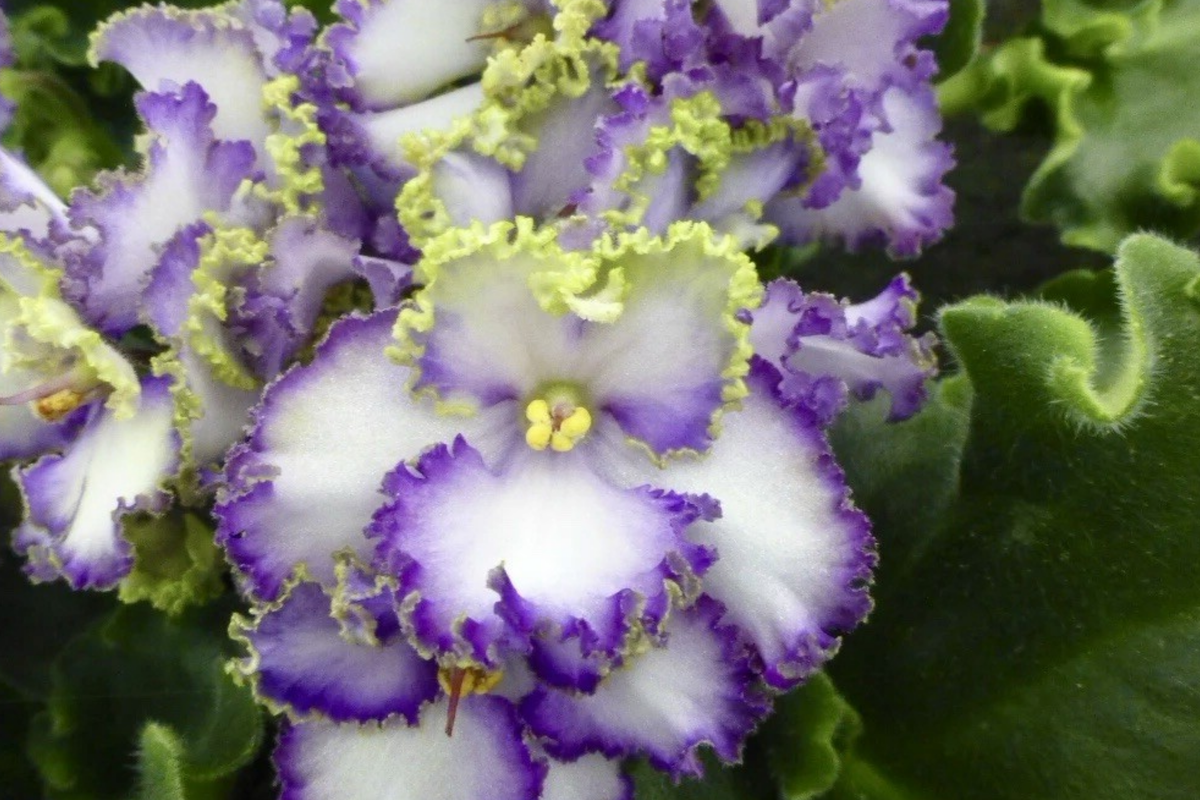 African Violet Cuttings Pair - Buckeye Seabreazes - Easy Care Indoor Houseplant - Vibrant Purple and Blue Blooms - Saintpaulia