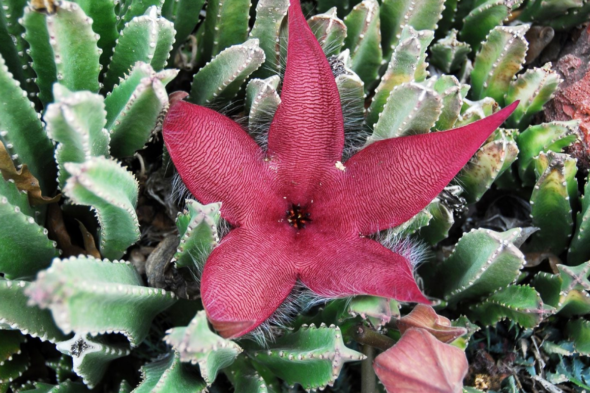 Stapelia Grandiflora Cuttings | 2 Starfish Plant Cuttings 6"-8" | Rare Succulent with Star-Shaped Flowers | Carrion Plant