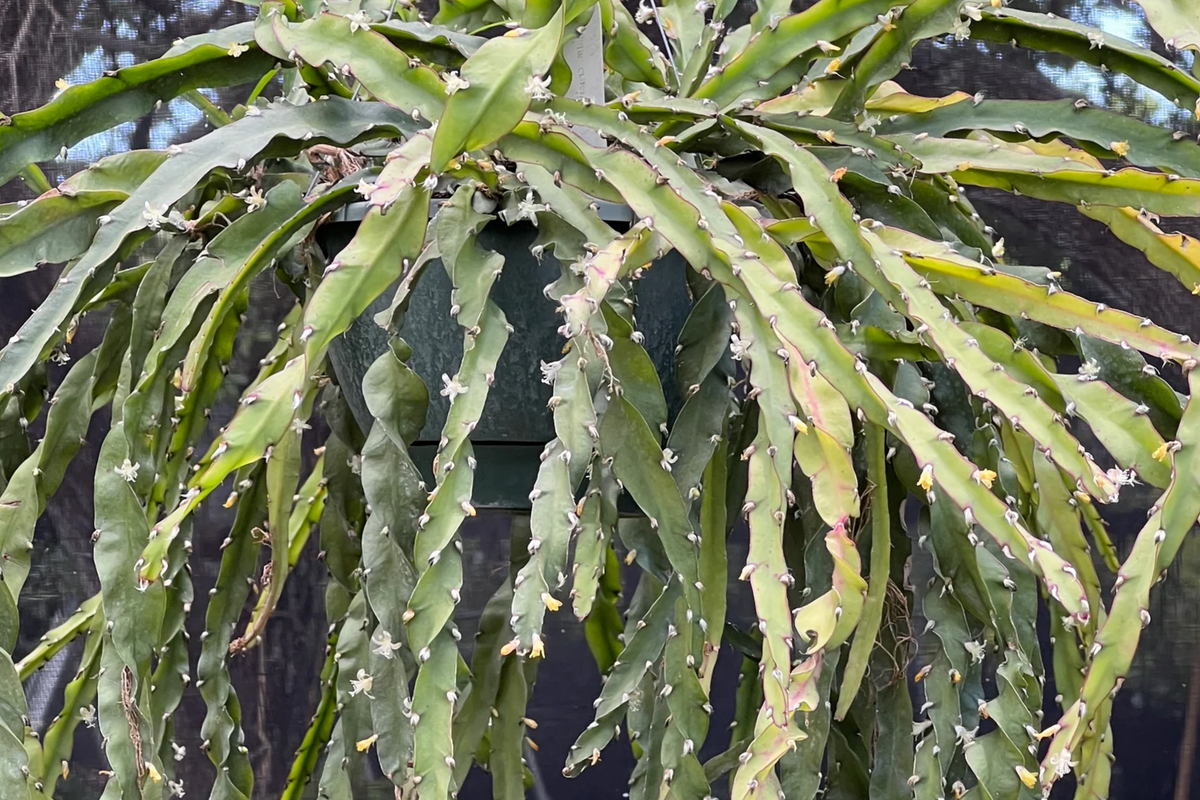 Lepismium Cruciforme Spiralis Cactus Cuttings | 3 Unrooted 4-8" | Rare Epiphytic Cactus for Grafting | Unique Spiraled Stems