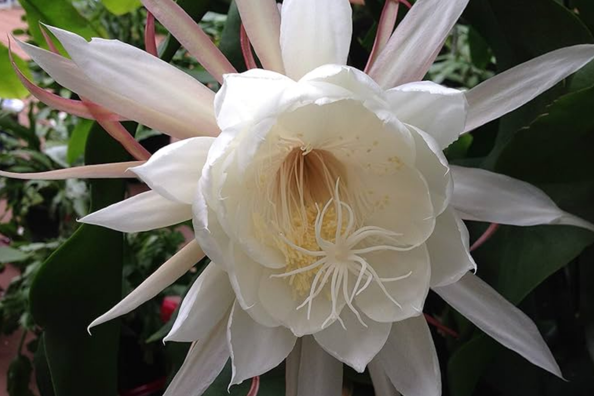 Epiphyllum 'Kazoo' Unrooted Cutting | 6-8" Rare Orchid Cactus | Exotic Hybrid with Cream-to-Chartreuse Flowers | Easy Care