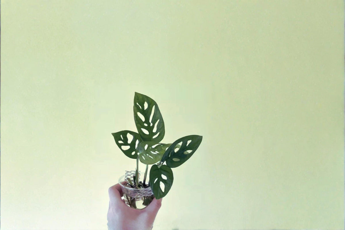 Christmas Cactus Starter Plant - Miss Shimano - Schlumbergera Truncata - Well-Rooted Indoor Cactus for Holiday Decor