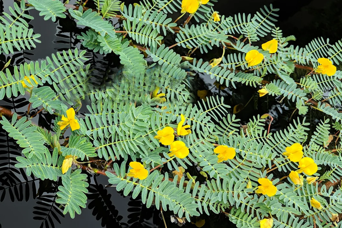 Botswana Wonder Sensitive Plant - Aeschynomene Fluitans | Tropical Floating Aquatic Plant with Yellow Flowers | 1.75'' Net Pot
