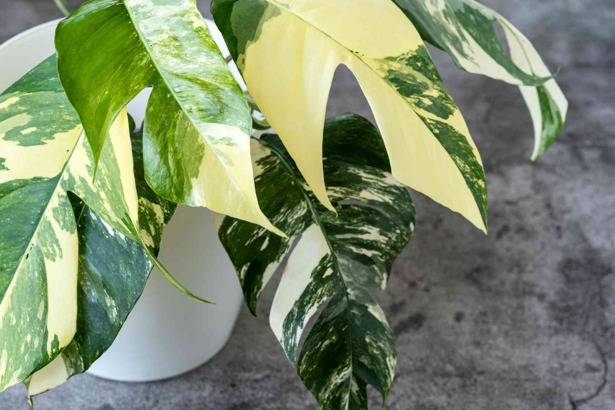 Pothos Cuttings - Epipremnum Pinnatum Albo Variegata - Fenestrated Leaves - Low Maintenance Indoor Climbing Plant - Green & White