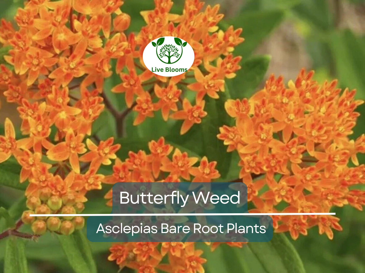 10 Butterfly Weed Plants - Bare Root Asclepias tuberosa - Monarch Host, Pollinator Perennial, Drought Tolerant, Native Wildflower