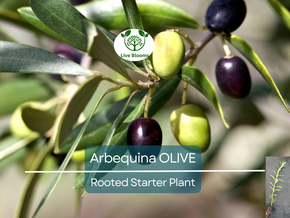 Olive Tree Starter Plant 5-6" Arbequina Drought Tolerant Olea europaea Perfect for Garden & Container