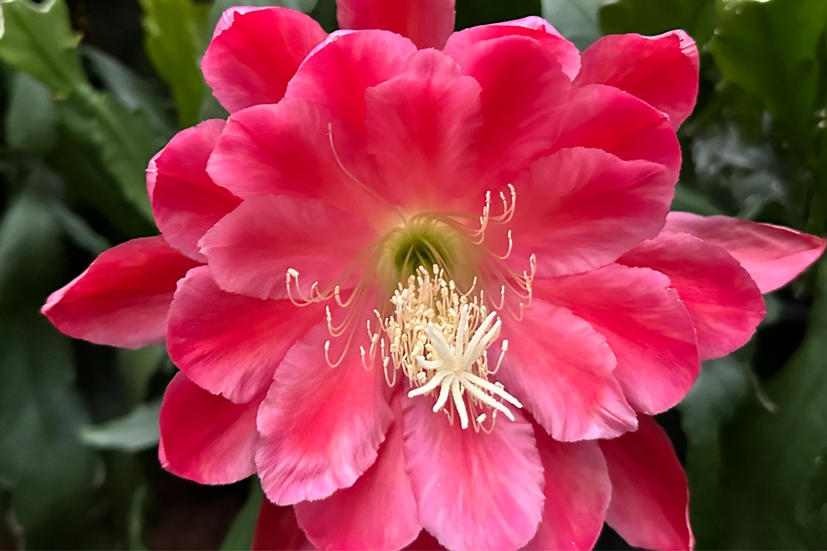 Epiphyllum Orchid Cactus 'Meadow Rose' Rooted Cuttings | 2 with New Growth | Easy-Care Succulent | Stunning Blooms | Epiphyllum Hybrid