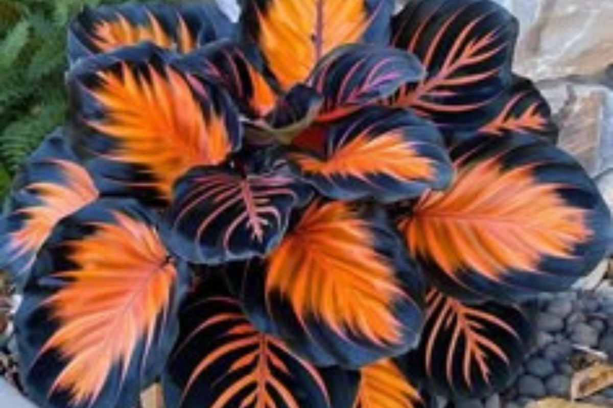 Sunburst Calathea Seeds - 25 Tropical Houseplant Seeds - Easy Care Indoor Garden - Calathea crocata - USA Grown