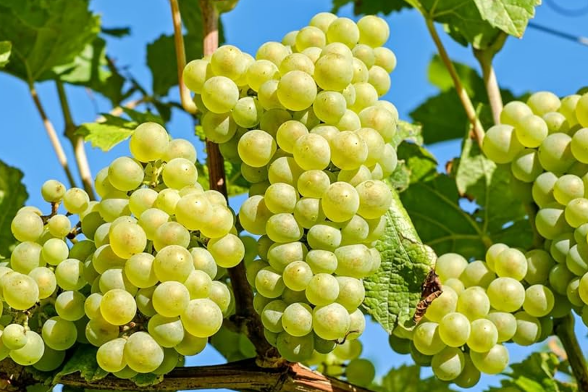 Green Grape Vine Cutting in Pot - Live Seedless Small Fruit Plant for Outdoor Gardens - Vitis vinifera