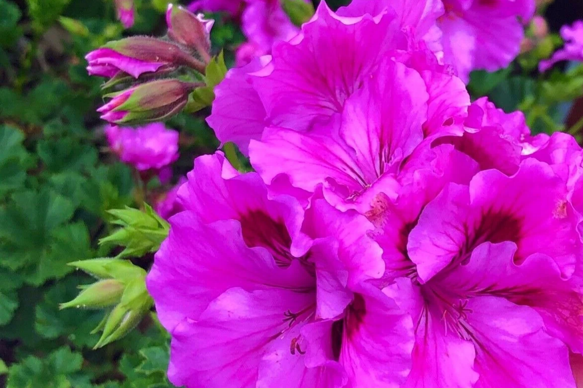 3 Purple Pink Pelargonium Regal Geranium Cuttings 6" - Exotic Orchid-Like Flowers, Easy Care, Fast Rooting - Live Plant