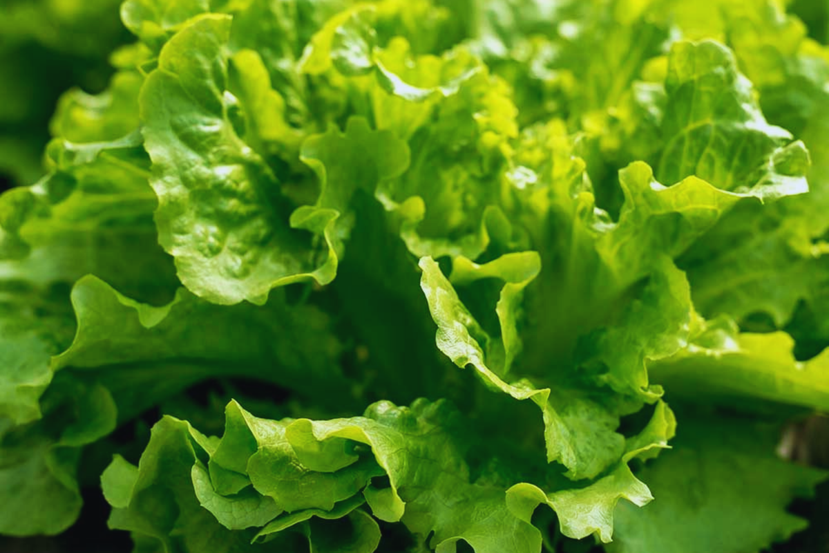 Salad Bowl Lettuce Seeds - 2000+ Non-GMO Seeds for Home Gardening - Lactuca sativa - Perfect for Fresh Salads and Container Gardening