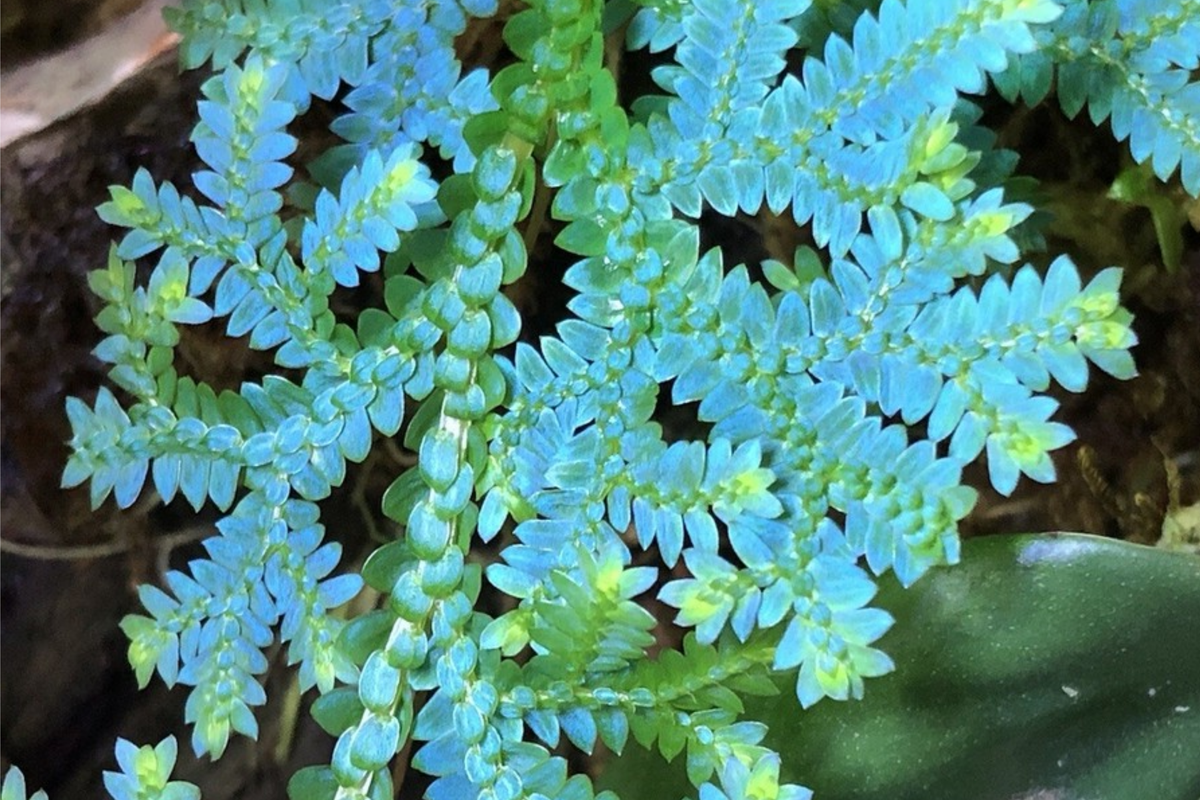 Peacock Spikemoss Rainbow Fern Cutting - 5" Rooted Selaginella Uncinata for Terrariums - Vibrant Blue Indoor Plant