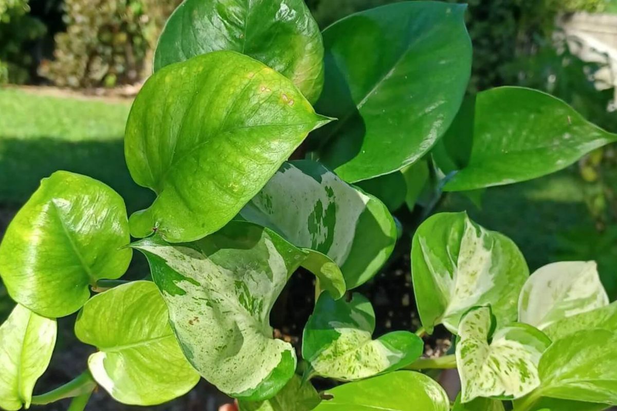 Rooted Manjula Pothos Cutting | Variegated Houseplant with Cascading Vines | Easy Care & Low Light | Epipremnum aureum