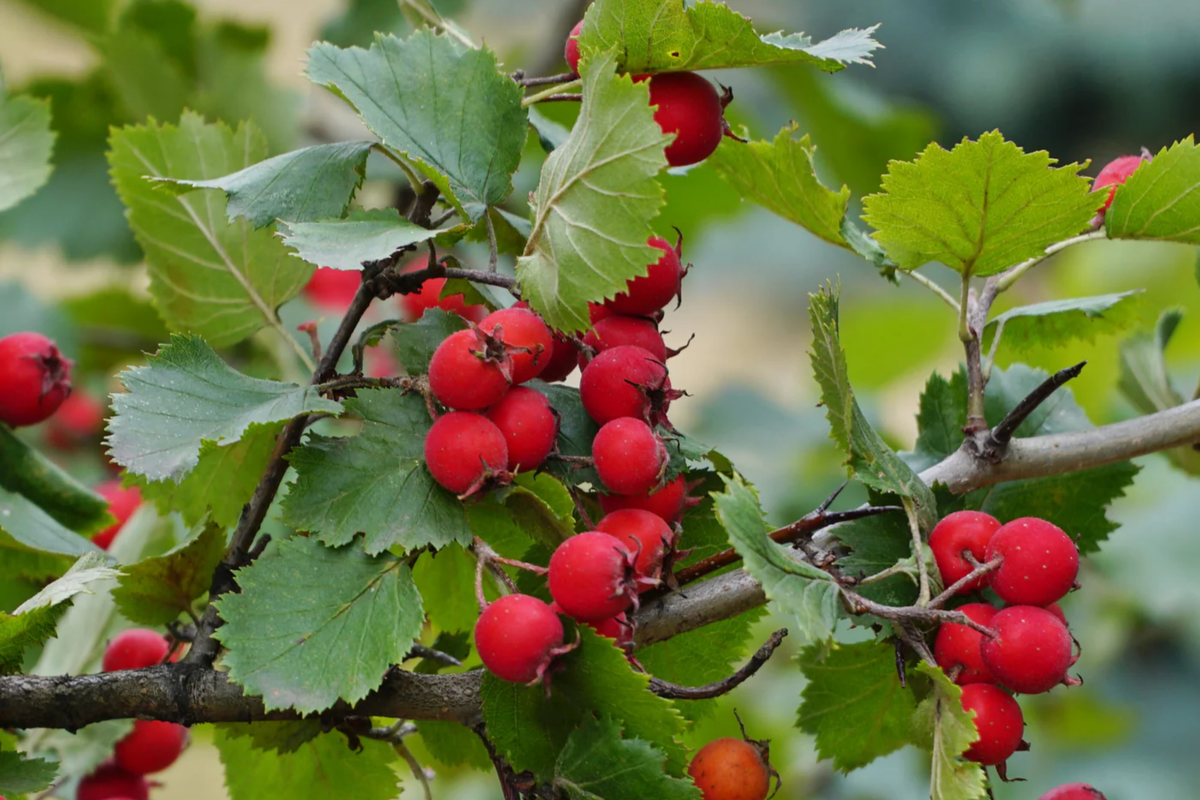 2 Live Mayhaw Tree Seedlings 6" - Heirloom Apple Hawthorn - Crataegus aestivalis - Edible Fruit for USDA Zones 6-11