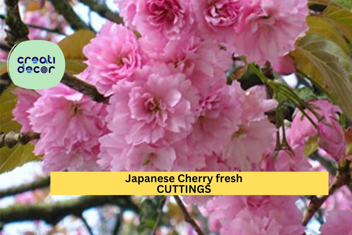 Christmas Cactus Starter Plant - Miss Shimano - Schlumbergera Truncata - Well-Rooted Indoor Cactus for Holiday Decor