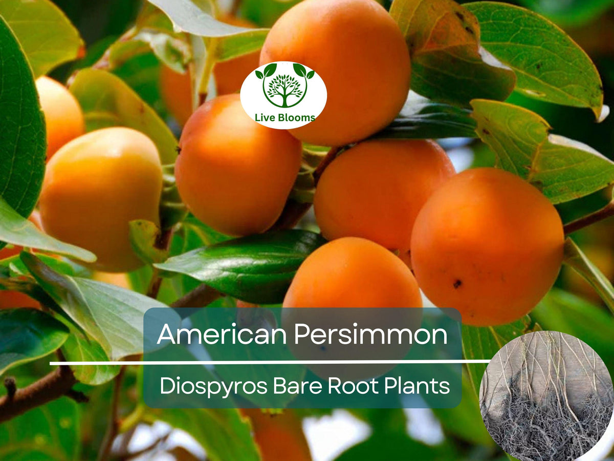 American Persimmon Tree - 12-24" Live Bare Root - Diospyros virginiana, Cold Hardy, Non-GMO, Edible Fruit Tree for Landscaping