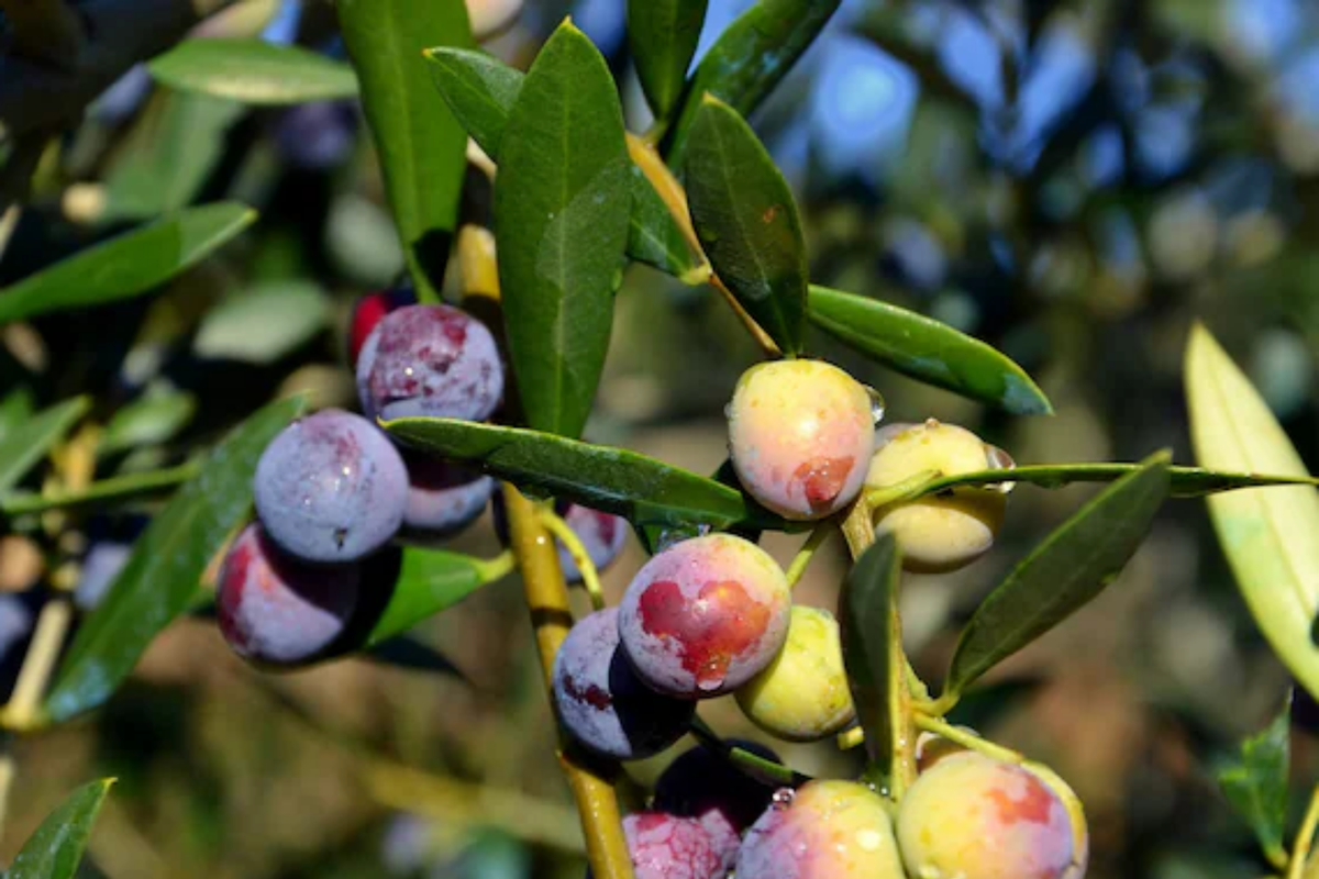 Arbequina Olive Tree Starter Plant 4"-8" Cold Hardy Drought Tolerant Olea europaea Edible Fruit for Oils & Pickling