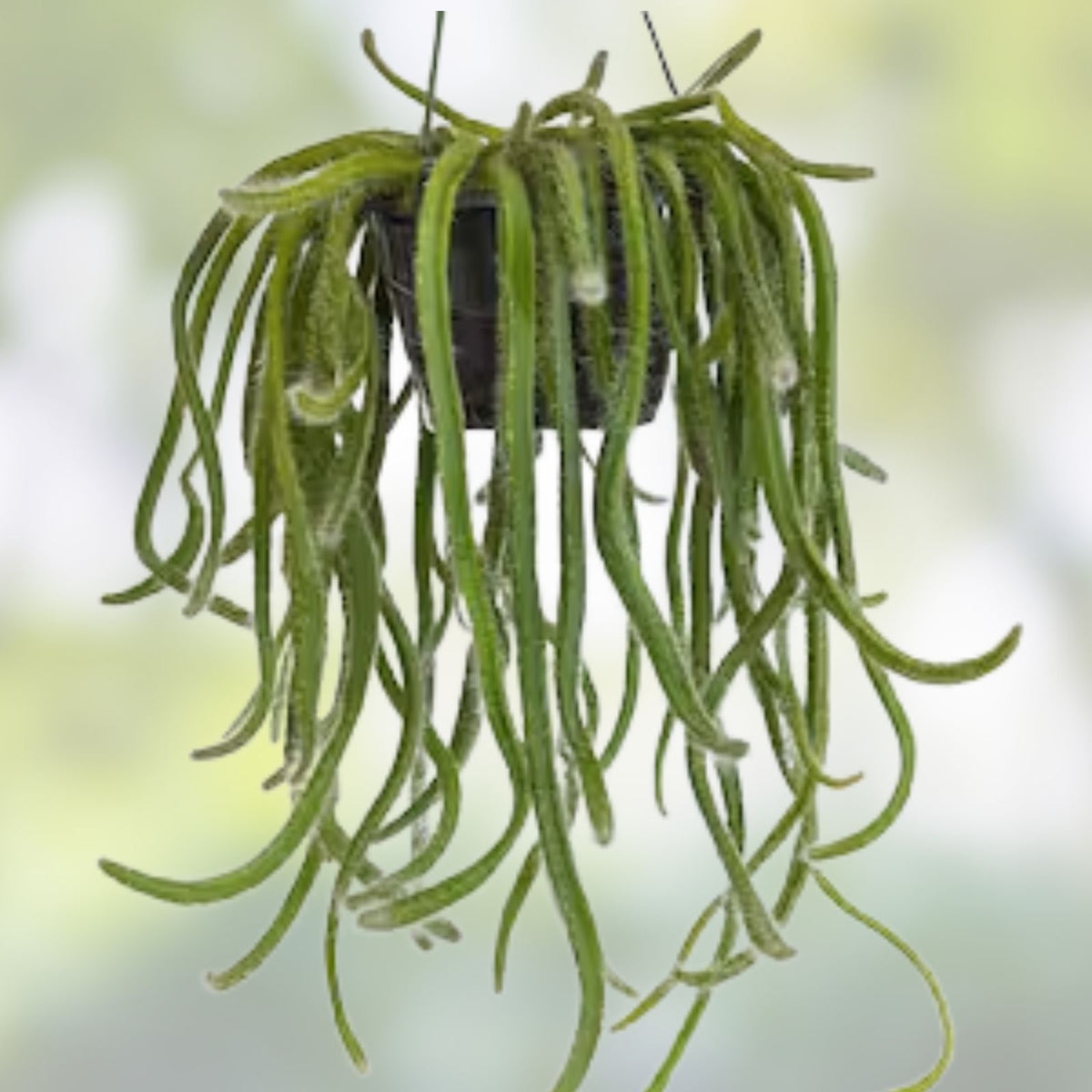Dog Tail Cactus Succulent in 4" Pot - Selenicereus anthonyanus - Unique Hanging Plant for Home Decor