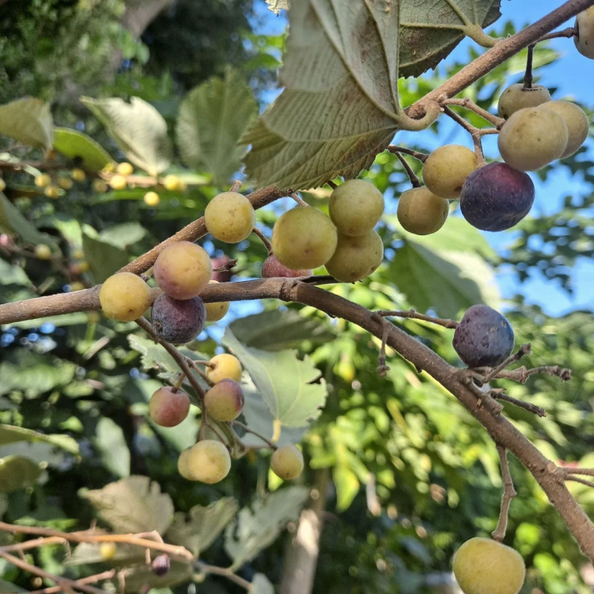 Sherbet Berry Plant Starter 5 Pack Grewia Asiatica Edible Drought-Tolerant Fruit Shrub for Gardens
