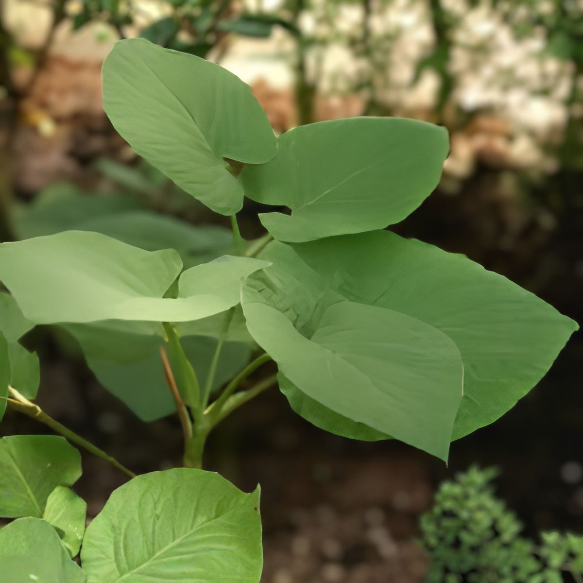 Mexican Pepperleaf Plant - Hoja Santa Root Beer Leaf - Piper auritum - Aromatic Culinary Herb for Gardens and Cooking