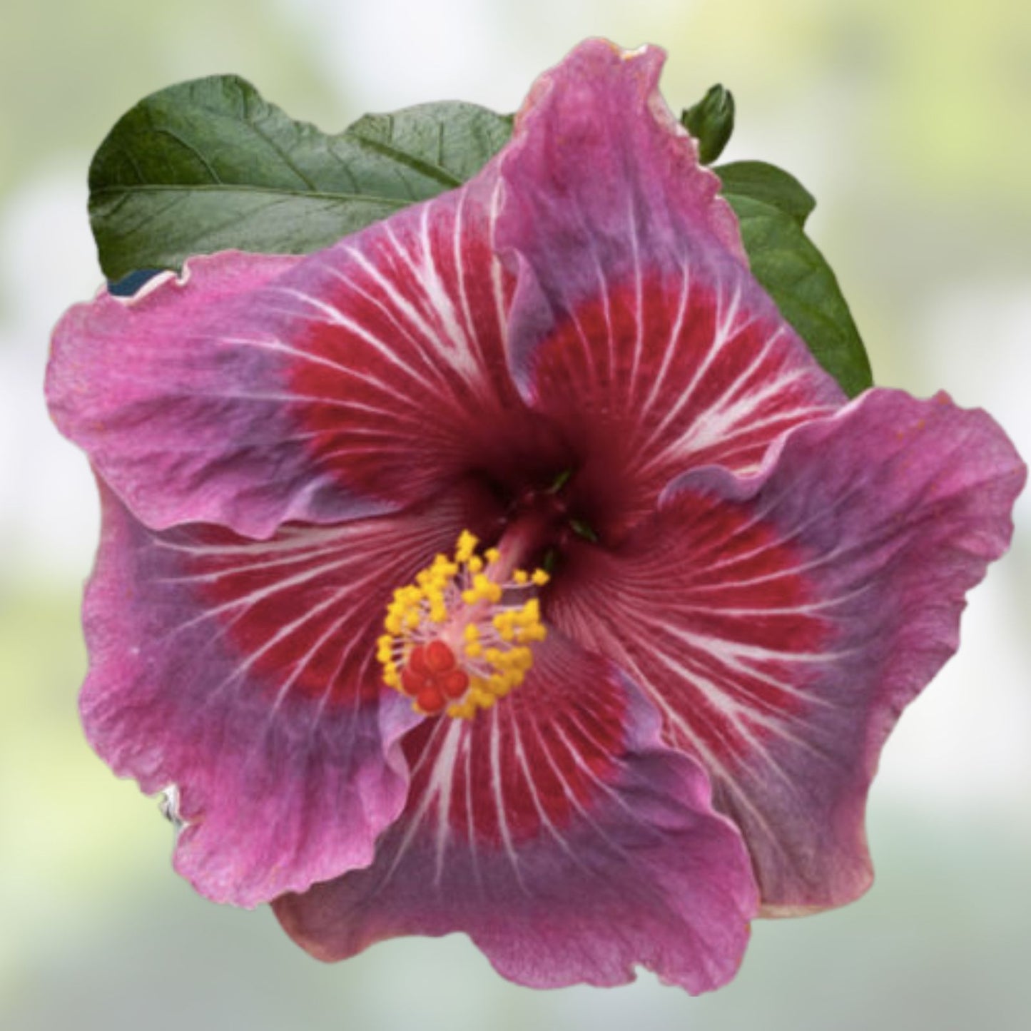 Rooted Tropical Hibiscus Plant - ME OH MY OH Variety - Ships Bare Root - Hibiscus rosa-sinensis