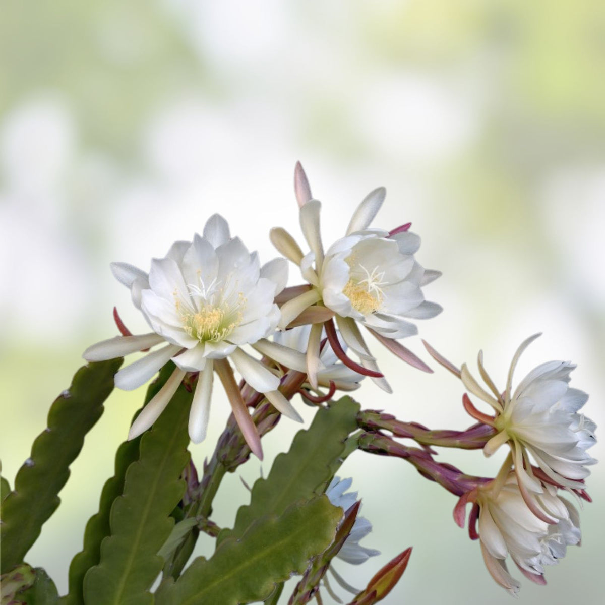 1 Queen of the Night Blooming Cactus Rooted Plant - Cereus Selenicereus Grandiflorus - Unique Gift Idea
