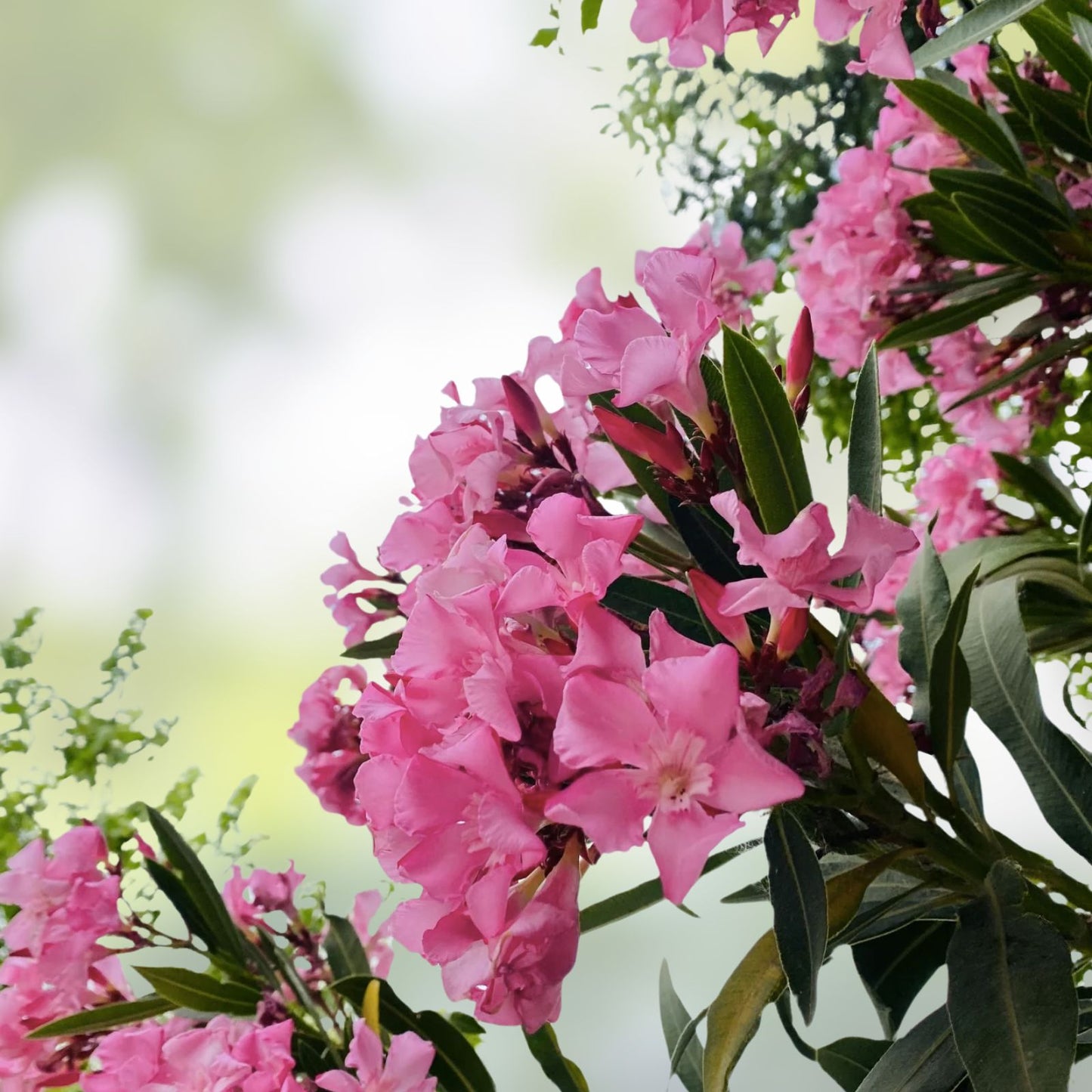 Oleander Cuttings 7" Pink Live Flower Plant for Propagation - Nerium oleander