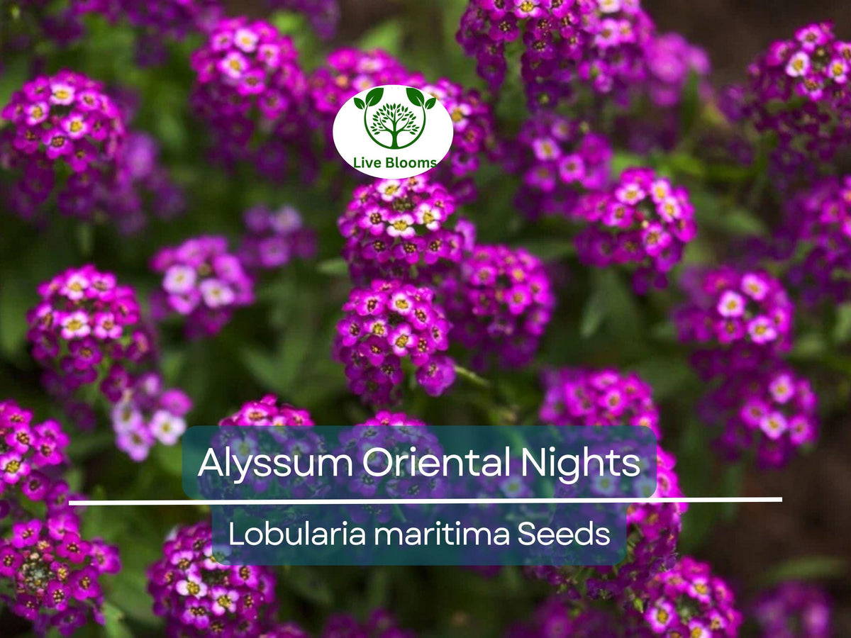 100 Seeds Alyssum Oriental Nights Dark Purple Groundcover (Lobularia maritima) - Fragrant Non-GMO Flowers for Garden Borders