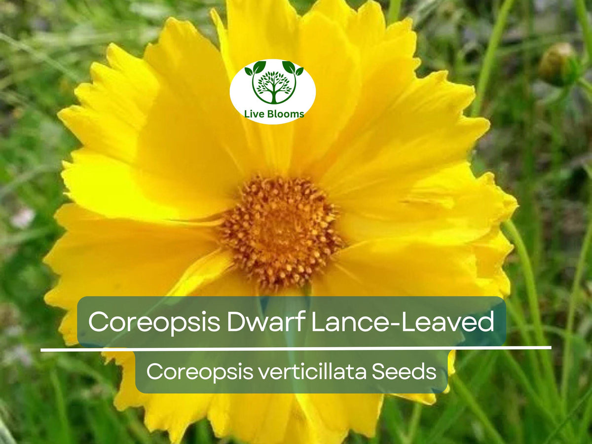 500 Seeds Coreopsis Dwarf Lance-Leaved Tickseed, Yellow Flowering Perennial, Coreopsis verticillata, Non-GMO, Attracts Butterflies
