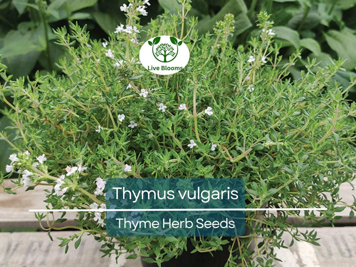 350 Thyme Seeds for Planting - Thymus vulgaris - Aromatic Culinary Herb for Cooking & Gardens, Fresh Seasoning for Home Growers
