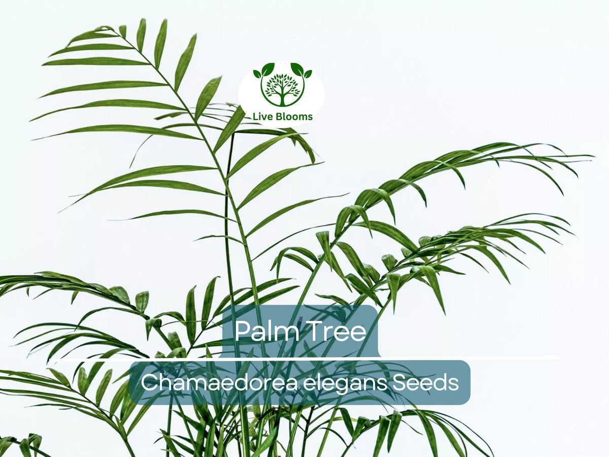 15 Indoor Palm Tree Seeds | Chamaedorea Elegans | Low-Light, Easy Care, Non-GMO Indoor Houseplant, Tropical Pot Plant