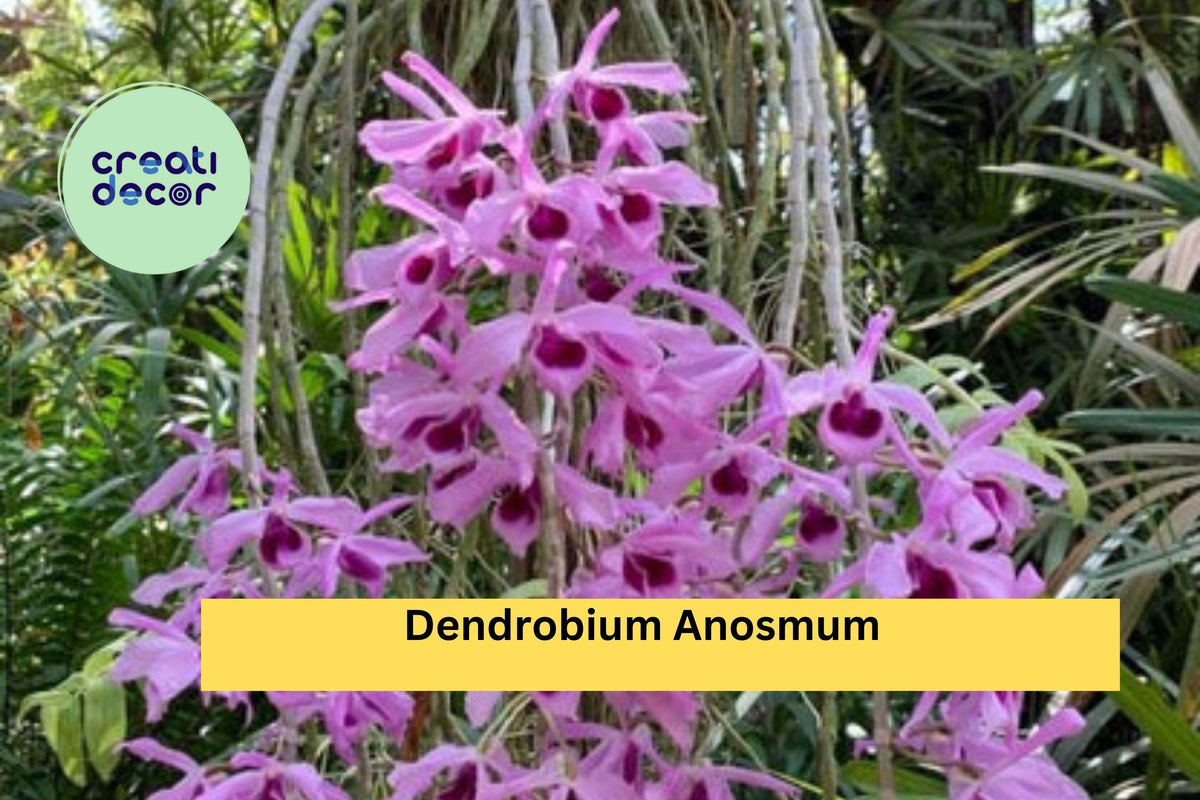Christmas Cactus Starter Plant - Miss Shimano - Schlumbergera Truncata - Well-Rooted Indoor Cactus for Holiday Decor