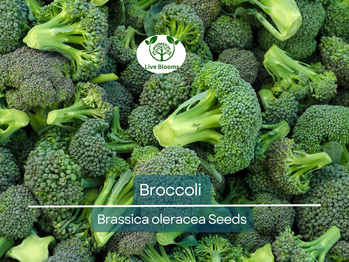 2000 Bulk Broccoli Seeds for Planting & Microgreens (Brassica oleracea) - Non-GMO Vegetable Seeds for Healthy Growth