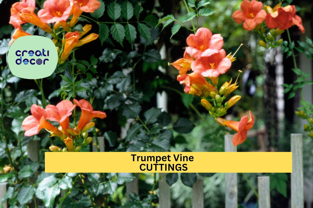 Christmas Cactus Starter Plant - Miss Shimano - Schlumbergera Truncata - Well-Rooted Indoor Cactus for Holiday Decor