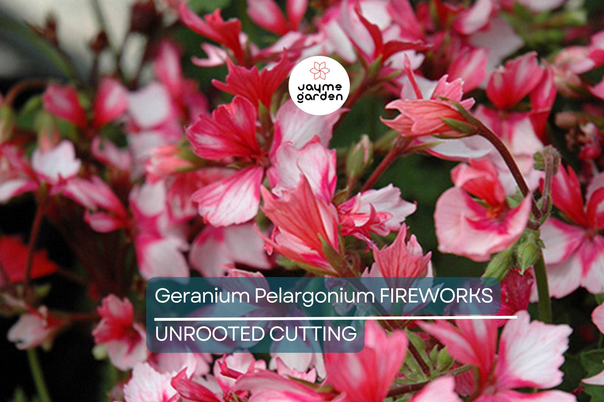 Christmas Cactus Starter Plant - Miss Shimano - Schlumbergera Truncata - Well-Rooted Indoor Cactus for Holiday Decor