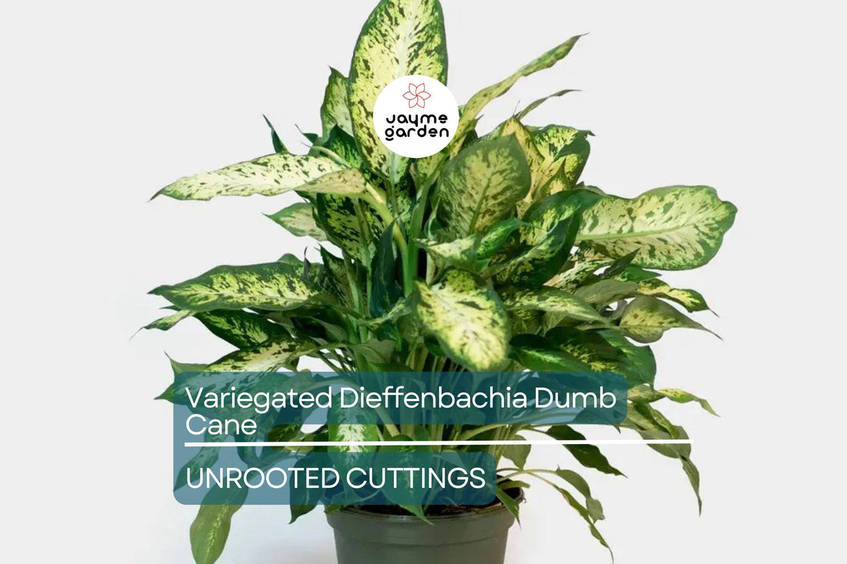 Christmas Cactus Starter Plant - Miss Shimano - Schlumbergera Truncata - Well-Rooted Indoor Cactus for Holiday Decor