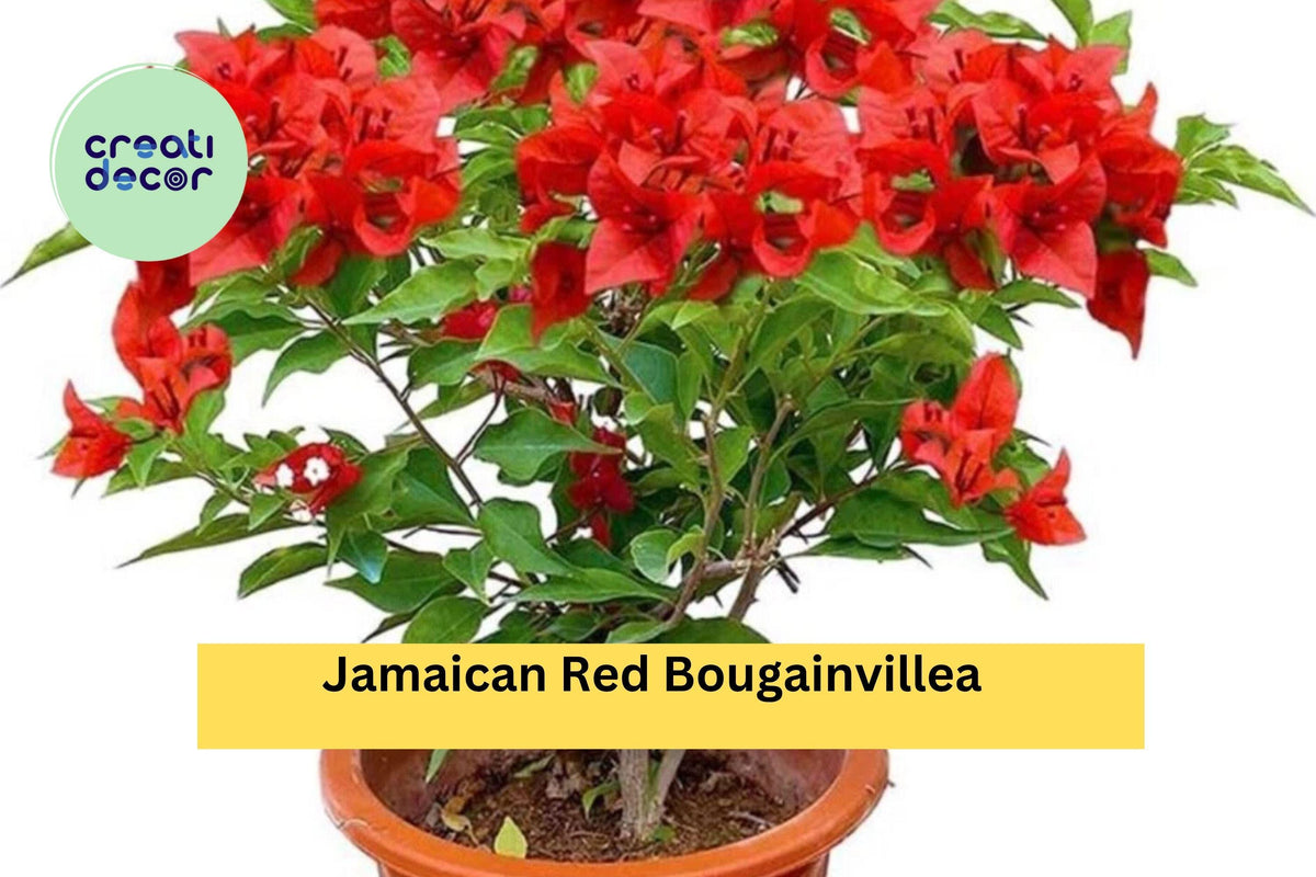 Christmas Cactus Starter Plant - Miss Shimano - Schlumbergera Truncata - Well-Rooted Indoor Cactus for Holiday Decor