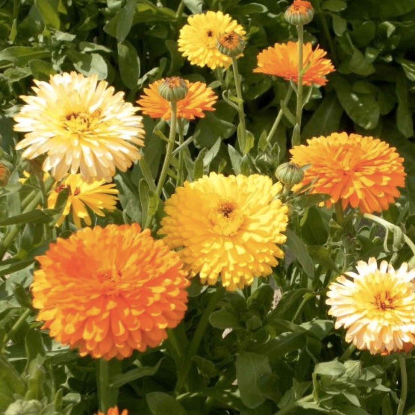 Calendula Seeds - Pacific Beauty Mix - Heirloom Edible Flowers - Free Shipping - Organic Gardening 1205
