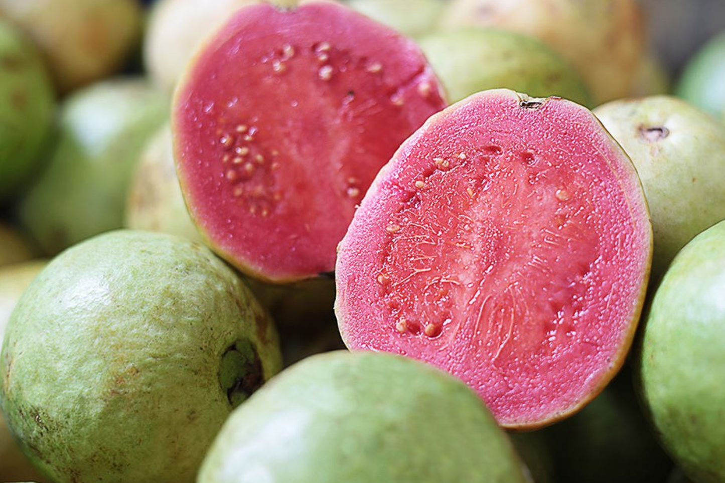 1 Indonesian Seedless Guava Tree (Psidium guajava) 1β-2β Tall | Sweet & Juicy Seedless Guava Live Fruit Plant