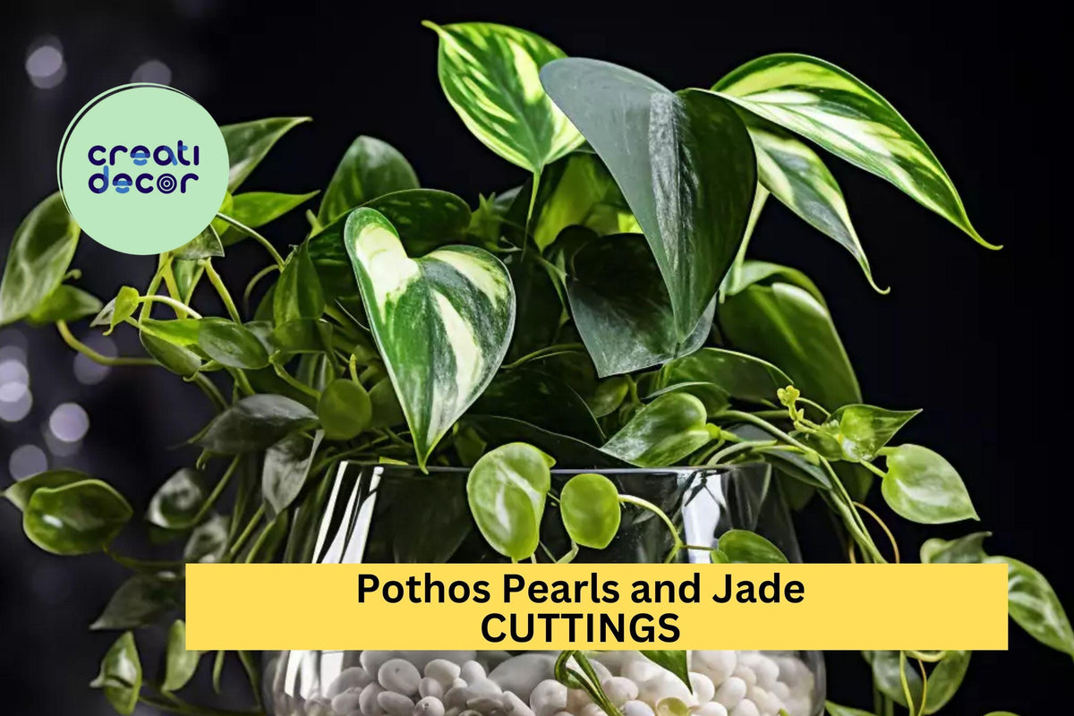 Christmas Cactus Starter Plant - Miss Shimano - Schlumbergera Truncata - Well-Rooted Indoor Cactus for Holiday Decor